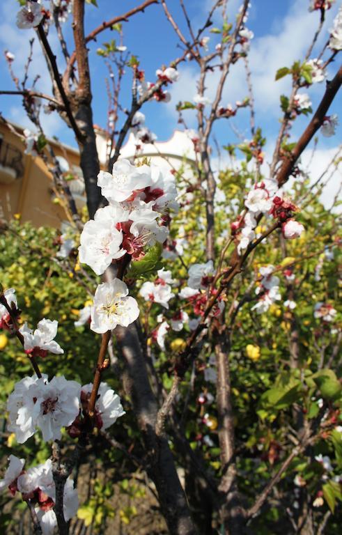أغريجنتو B&B Villa Olimpo Le Torri المظهر الخارجي الصورة